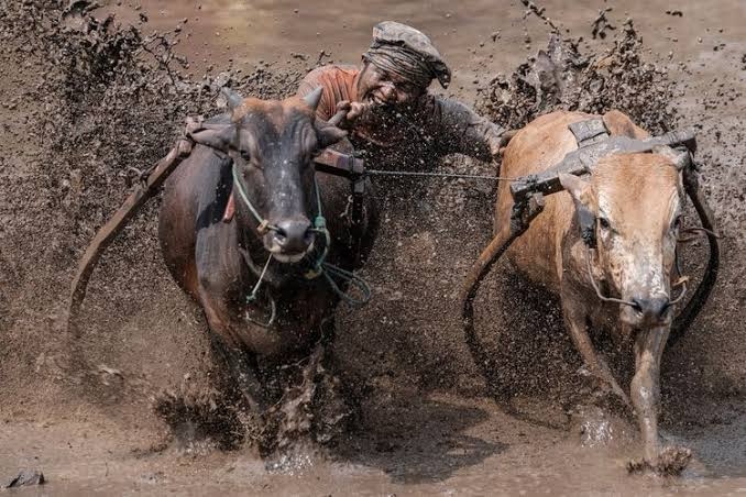 Olahraga Tradisional Minangkabau, Warisan Budaya yang Penuh Gairah Kebersamaan