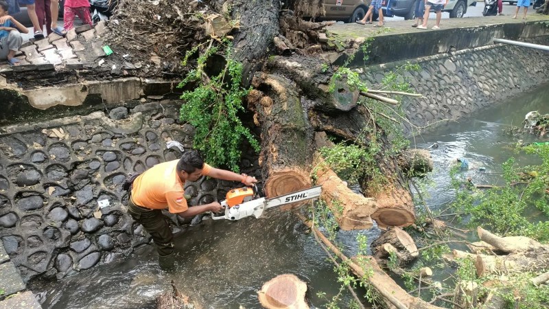 Padang Dilanda Hujan Deras: Ancaman Pohon Tumbang dan Longsor Mengintai