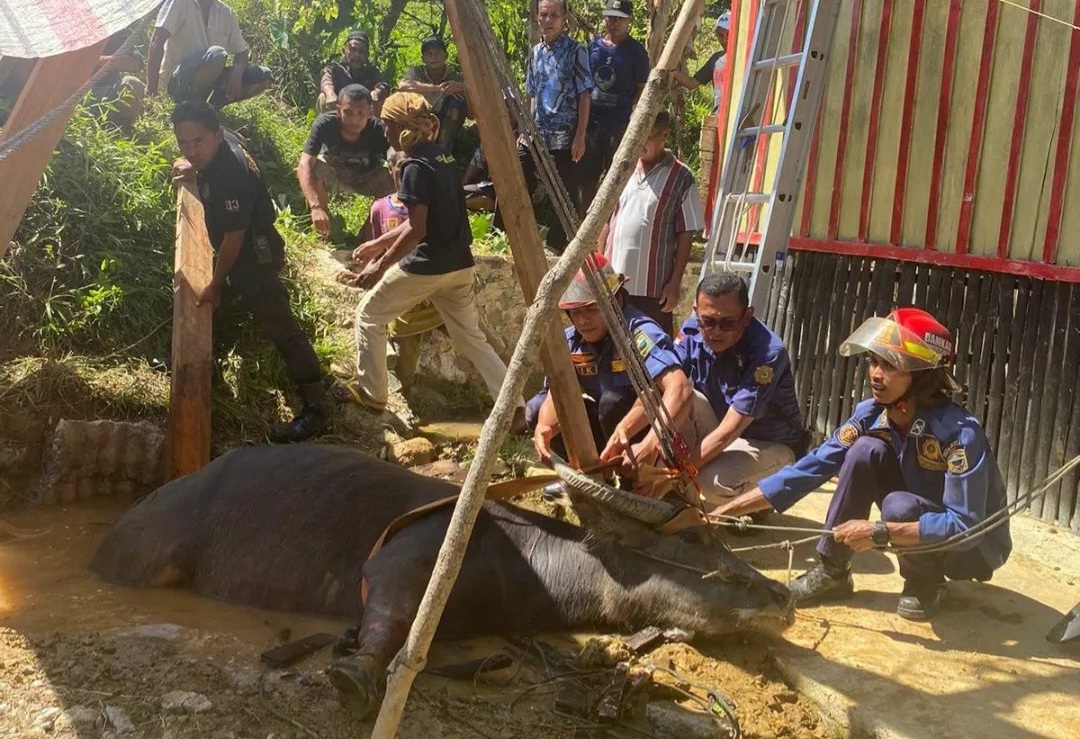 Tim Rescue Damkar Solok Berhasil Mengevakuasi Kerbau Terperosok Masuk Sumur