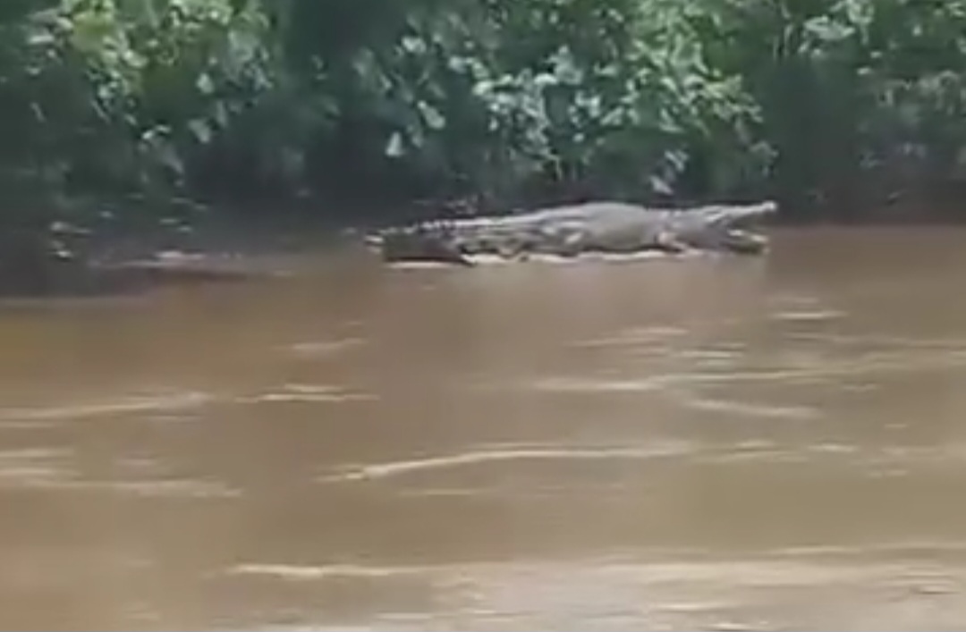Penampakan Buaya di Sungai Batang Masang, Pasaman Barat, Warga Diminta Waspada