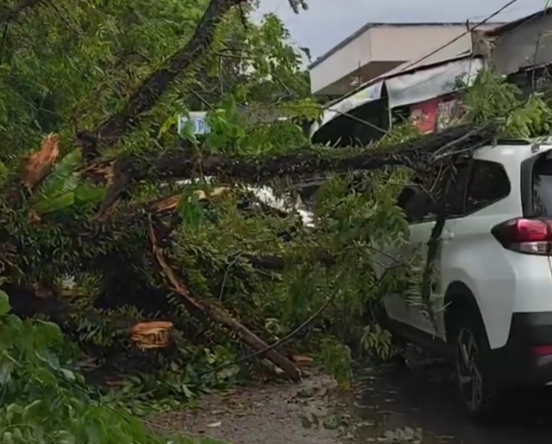 Pohon Tumbang Timpa Dua Mobil di Padang, Satu Rusak Parah
