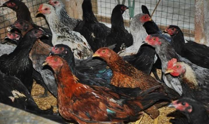 Pengobatan TradisionalBadah Ayam Dari Minangkabau