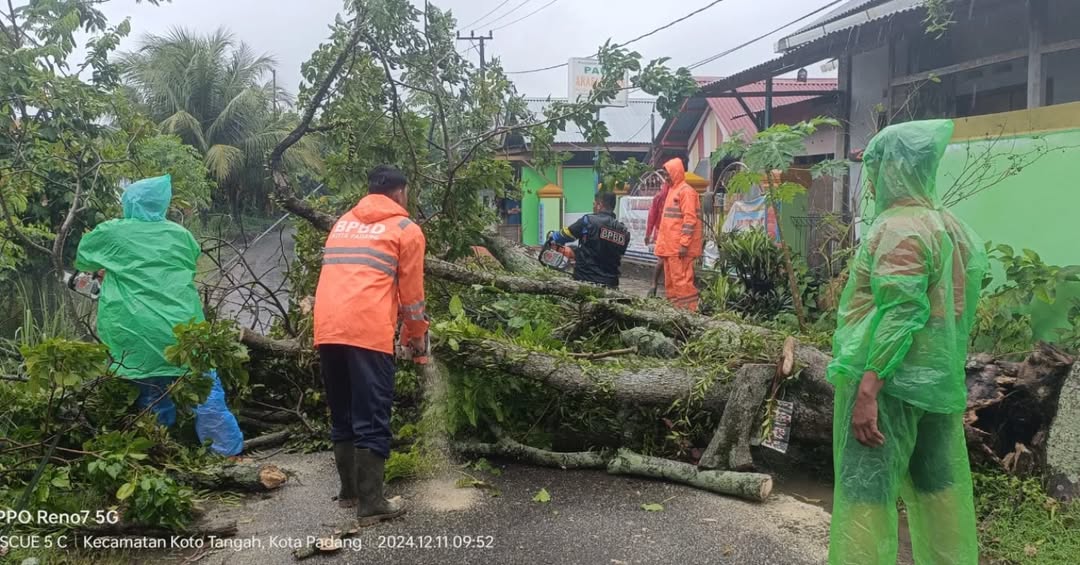 Pohon Tumbang Hambat Akses Jalan di Koto Panjang Ikua Koto