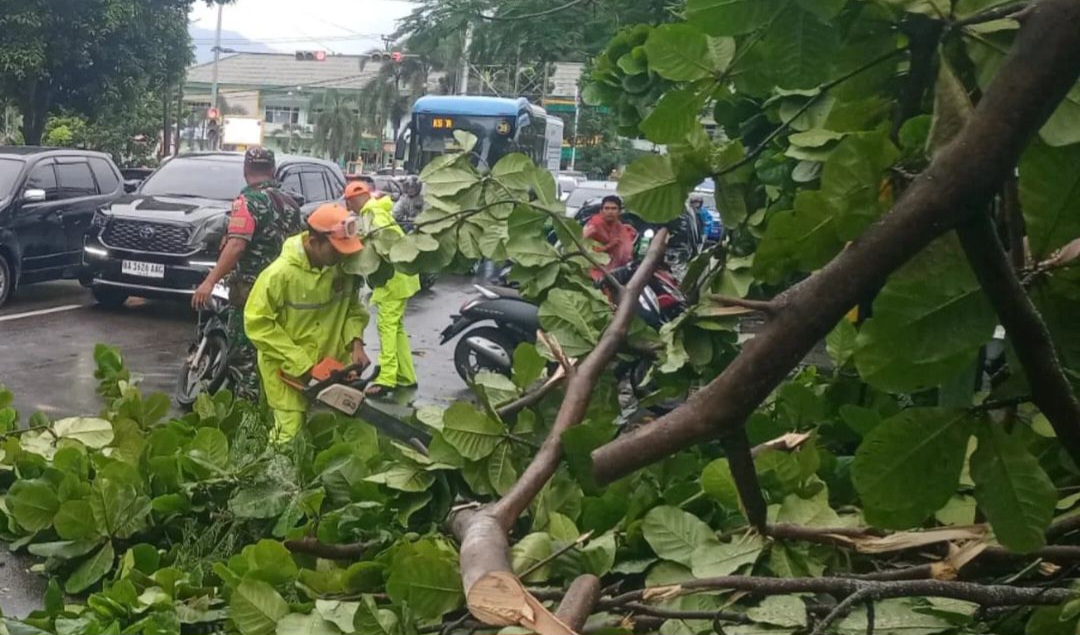 Angin Kencang dan Hujan Deras Sebabkan Pohon Tumbang Dibeberapa Lokasi Di Kota Padang