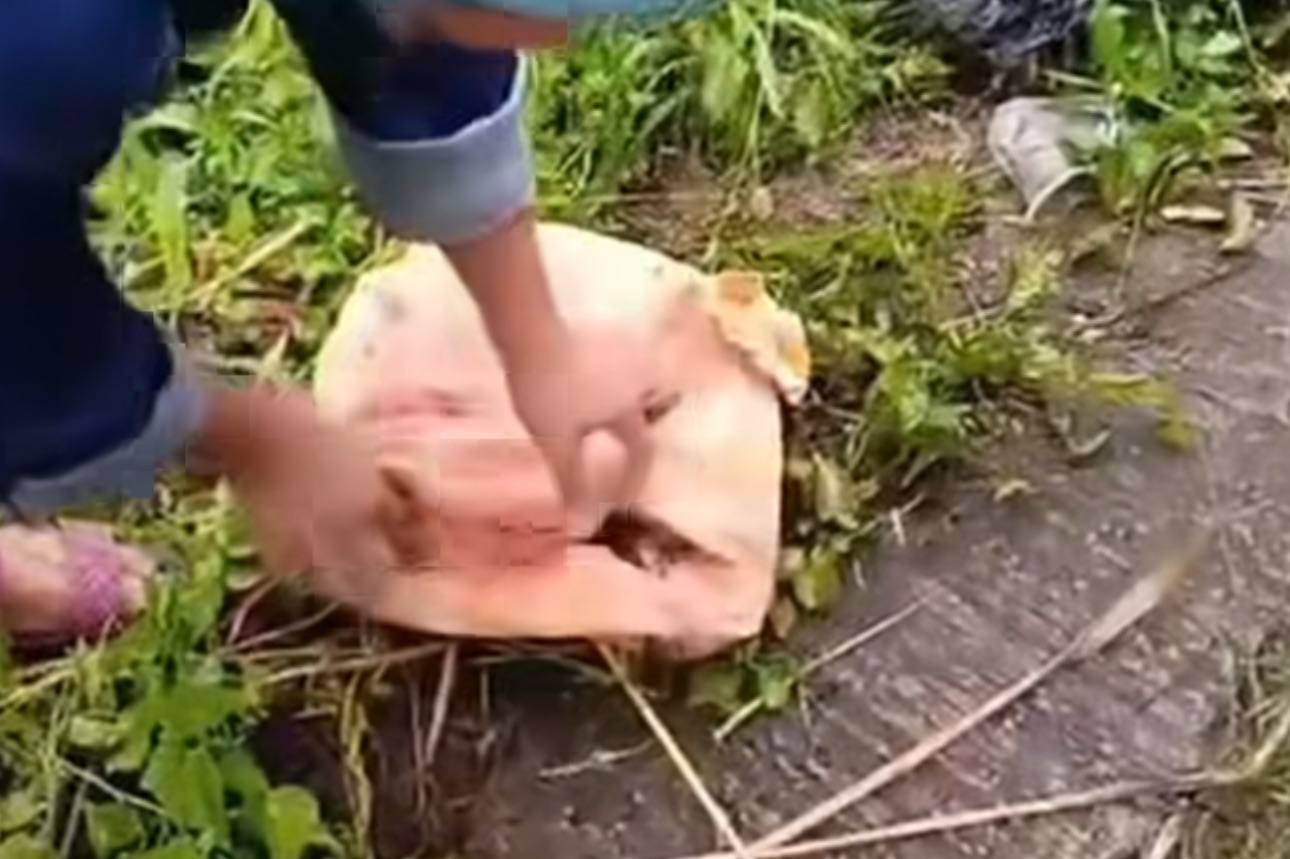 Penemuan Jasad Bayi Baru Lahir Dalam Karung di Limapuluh Kota Gegerkan Warga