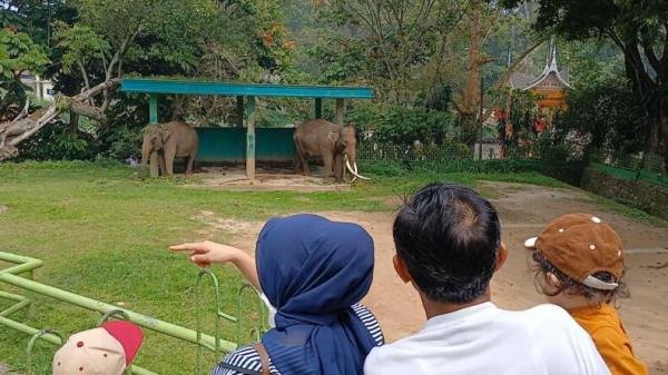 Gajah Zidan Jadi Sorotan, Pemko Bukittinggi Klaim Sudah 6 Kali Surati BKSDA Terkait Penanganan
