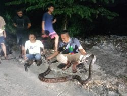 Penemuan Ular Piton Bertelur di Jalan Kinari 1, Lolong Belanti, Padang, Ditangkap oleh KRAP Evo