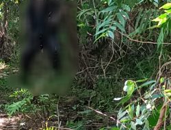 Identitas Jasad Pria Yang Ditemukan Tergantung Di Padang Pariaman Terindetifikasi