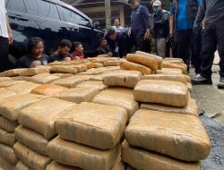 BNNP Sumbar Laksanakan Pemusnahan 600 Kg Ganja Asal Aceh
