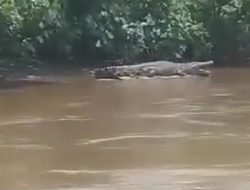 Penampakan Buaya di Sungai Batang Masang, Pasaman Barat, Warga Diminta Waspada