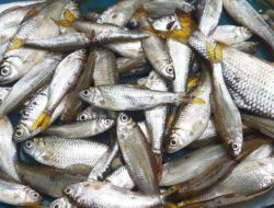 Ikan Bilih – Harta Karun Kecil dari Danau Singkarak