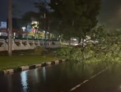 Hujan Lebat dan Angin Kencang Sebabkan Pohon Tumbang di Padang, Akses Jalan Terhambat
