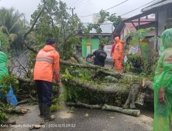 Pohon Tumbang Hambat Akses Jalan di Koto Panjang Ikua Koto