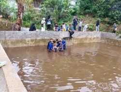 Tapir Terperangkap di Kolam Dinas Kelautan Pasaman Barat, BKSDA Sumbar Lakukan Evakuasi